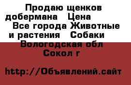 Продаю щенков добермана › Цена ­ 45 000 - Все города Животные и растения » Собаки   . Вологодская обл.,Сокол г.